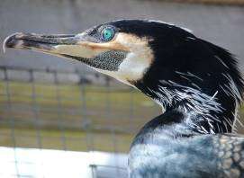 New discovery: Cormorants can hear under water