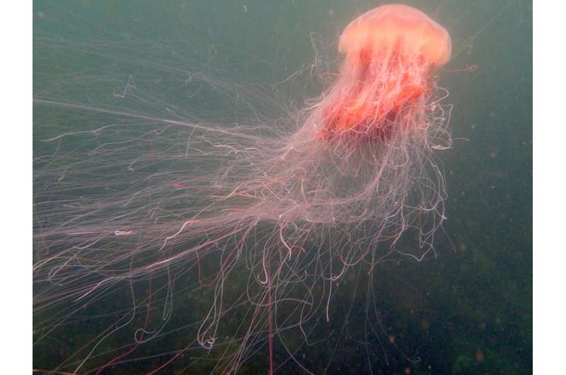 New research findings to standardise first aid treatment of jellyfish stings