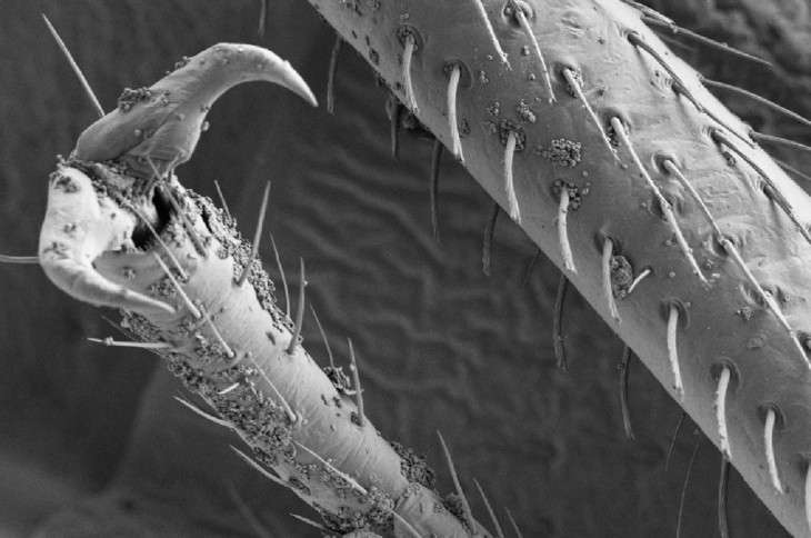 New research may beat back bedbug epidemic