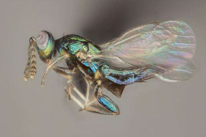 New species of parasitic wasp named after ancient god of evil Set shows wicked behavior