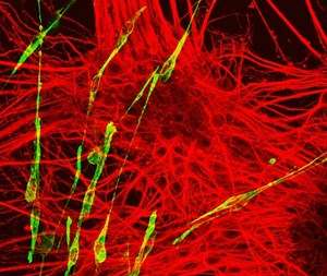 New study reveals how embryonic cells make spinal cord, muscle and bone