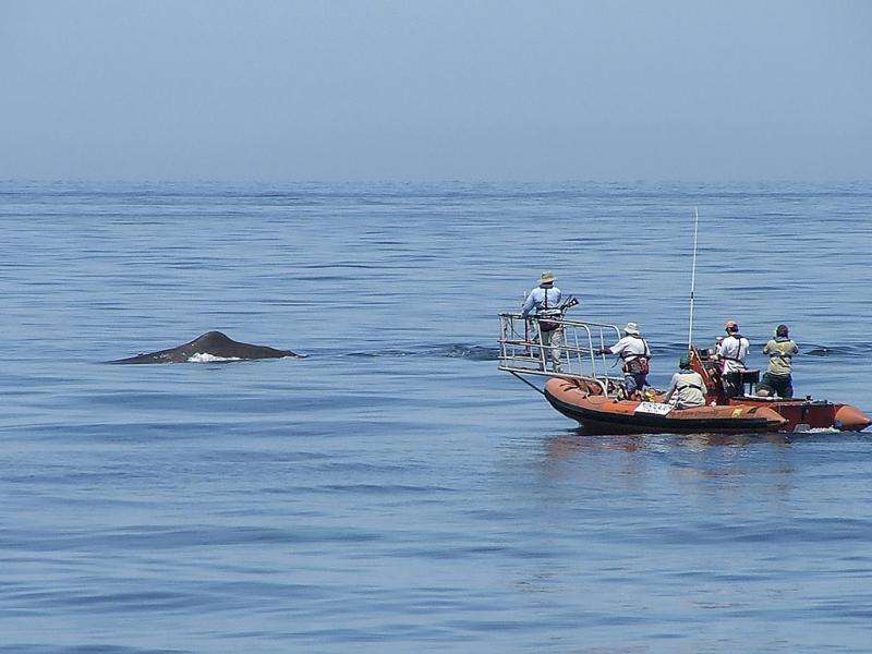 New study suggests that sperm whales travel together, dine alone