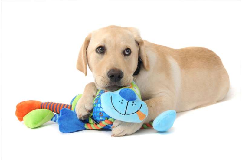 New tool helps pick puppies most suited to guide dog training