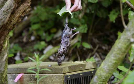 New Zealand's ambitious plan to save birds: Kill every rat