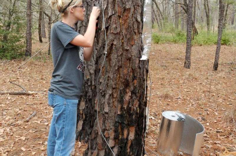 Oaks may replace pines in severely burned ‘Lost Pines’ region without human intervention