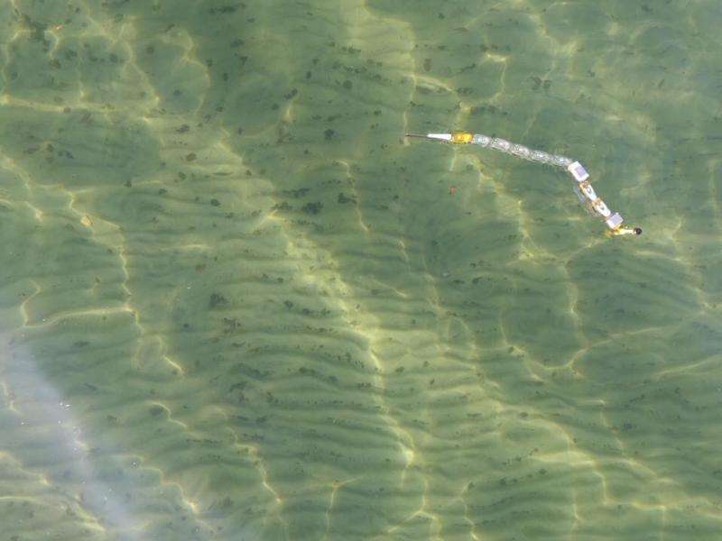 Pinpointing sources of water pollution with a robotic eel
