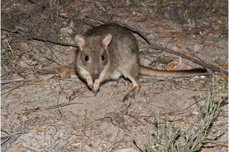 Reintroduced marsupials may pose new threat to ground–dwelling birds