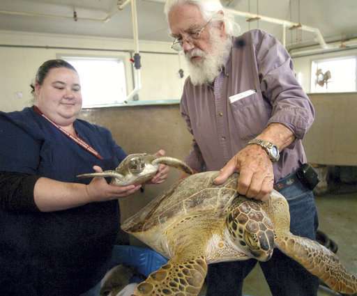 Released sea turtle carries oceanographer's ashes out to sea