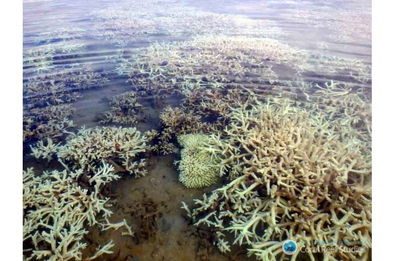 Research examines impact of coral bleaching on Western Australia's coastline
