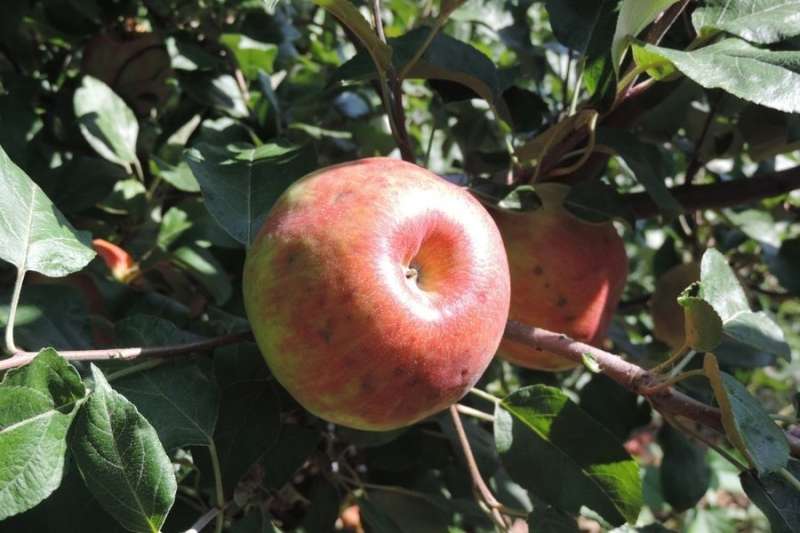 Research yields test to predict bitter pit disorder in Honeycrisp apples