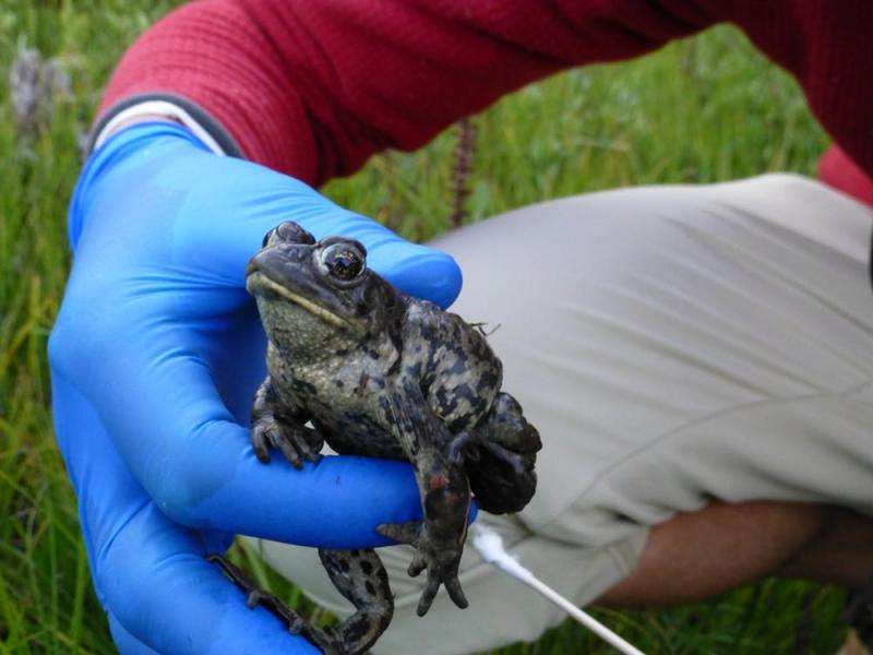 Saving amphibians from a deadly fungus means acting without knowing all the answers