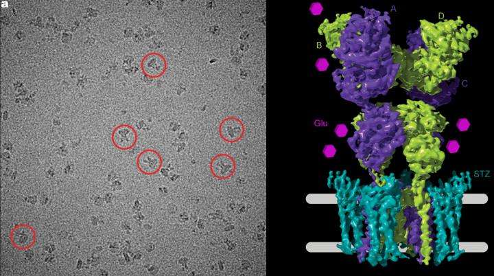 Scientists capture first image of major brain receptor in action