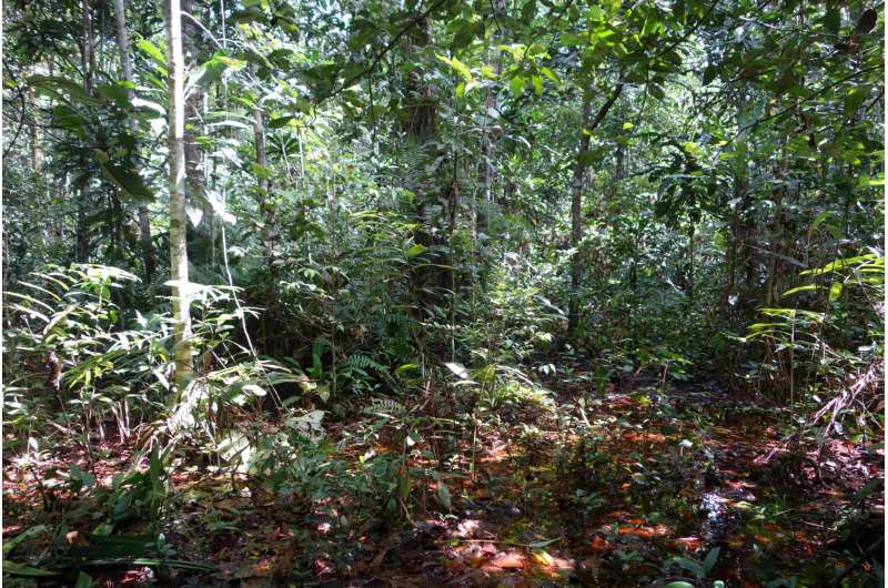 Scientists discover world's largest tropical peatland in remote Congo swamps