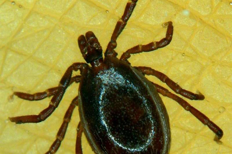 Scientists examine how ticks cling to surfaces
