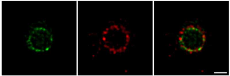 Shining a light on bacterial cell division