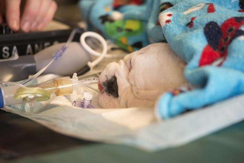 Stem cell treatment for children with spina bifida helps dogs first