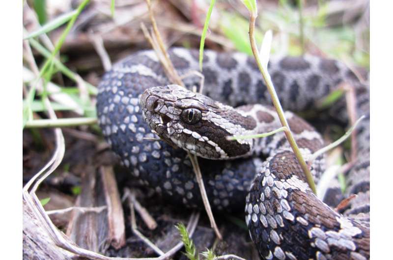 Study examines life history of imperiled rattlesnake