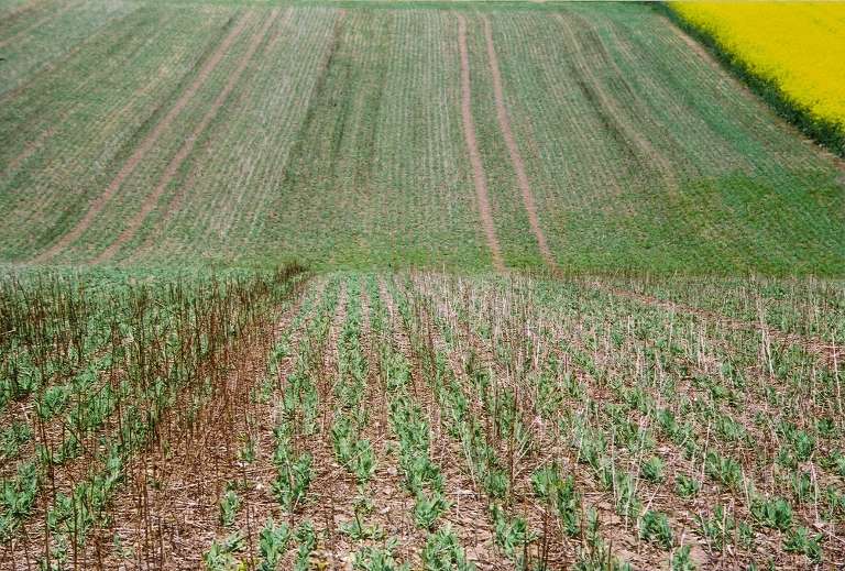 Study finds no-tillage not sufficient alone to prevent water pollution from nitrate