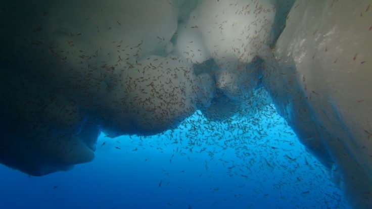 Study sheds new light on krill larvae survival