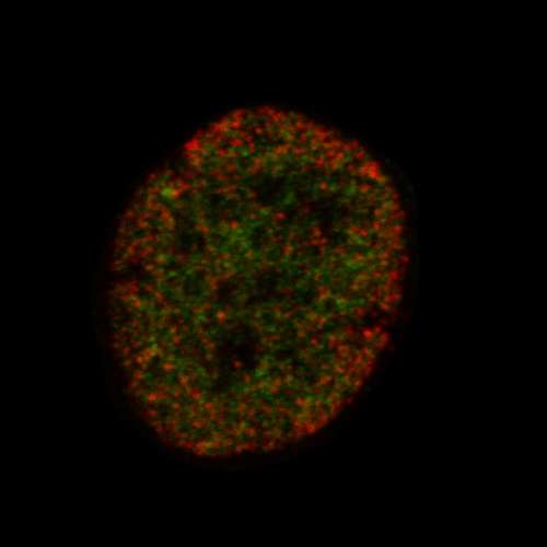 Super resolution imaging helps determine a stem cell's future