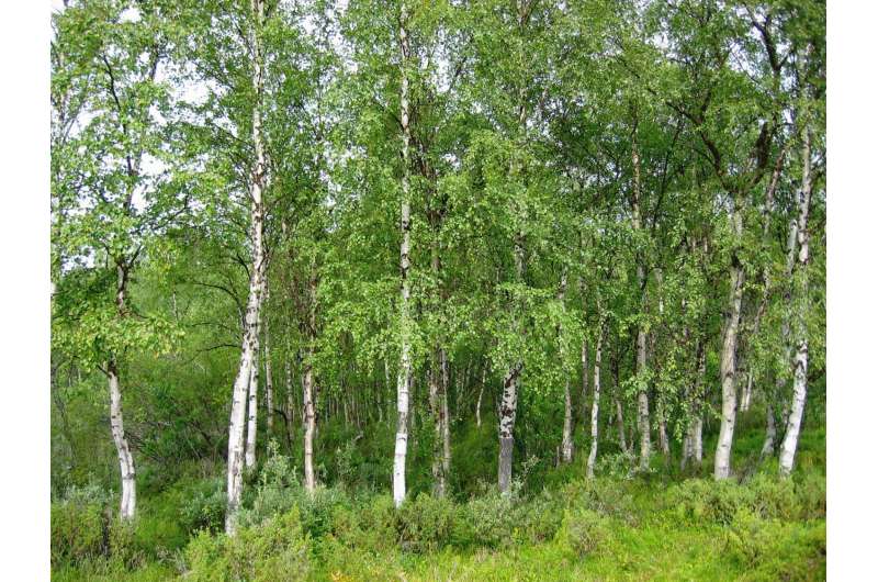 The evolutionary story of birch, told through 80 genomes
