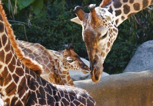 Things looking up as Los Angeles Zoo unveils baby giraffe
