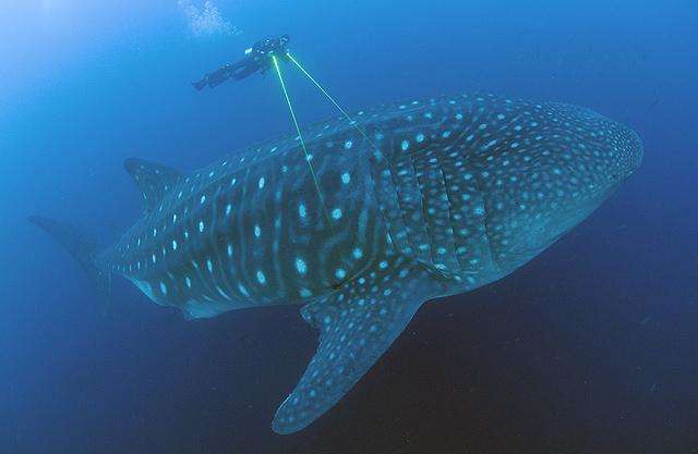 Tracking down the whale-shark highway