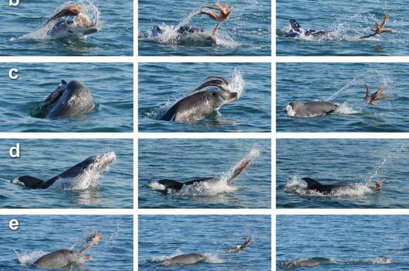 Unique dolphin strategy delivers dangerous octopus for dinner