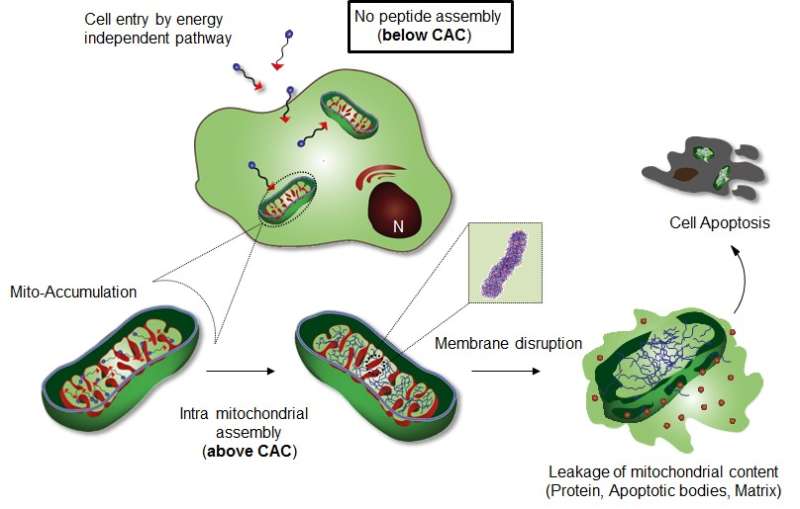 UNIST researchers find new way to tackle cancer cells