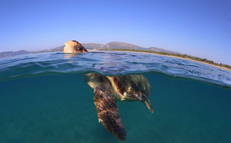 Warming temperatures threaten sea turtles