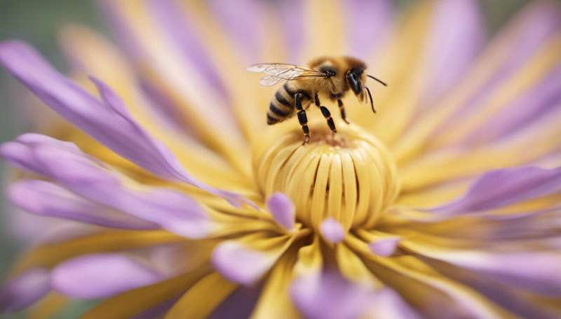What you need to know about honey bee stings