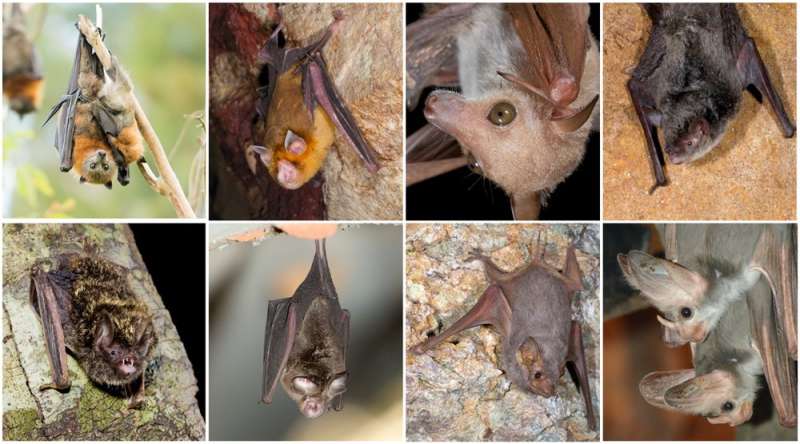Why we shouldn't be so quick to demonise bats