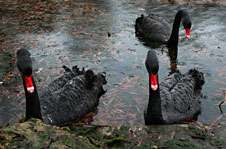 Researchers prove existence of unique but ill-fated New Zealand black swan