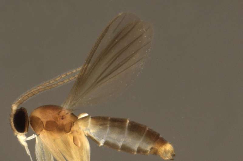 Researchers discovered fungus gnat paradise in Peruvian Amazonia
