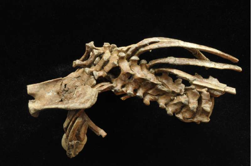 3.3 million-year-old fossil reveals origins of the human spine