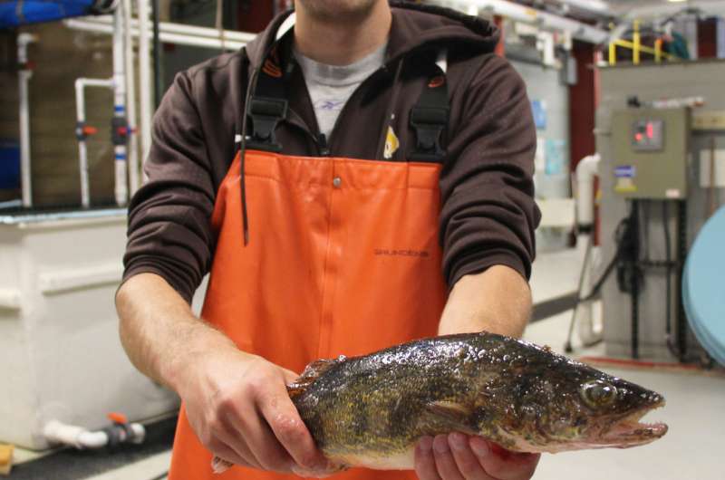 Researchers explore walleye for aquaculture