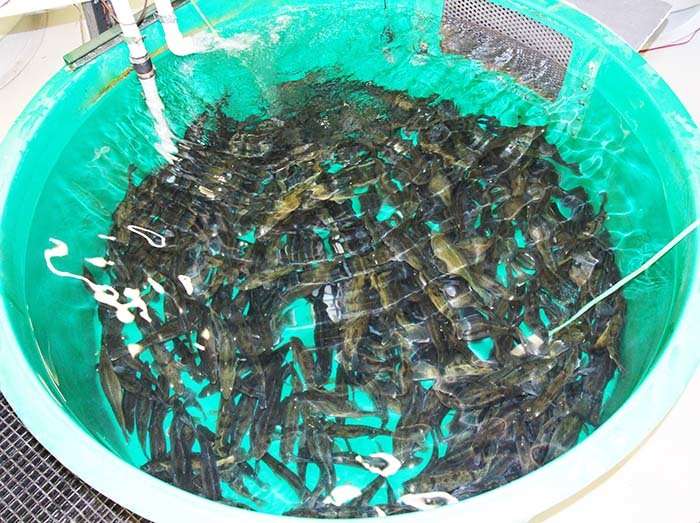 Researchers explore walleye for aquaculture