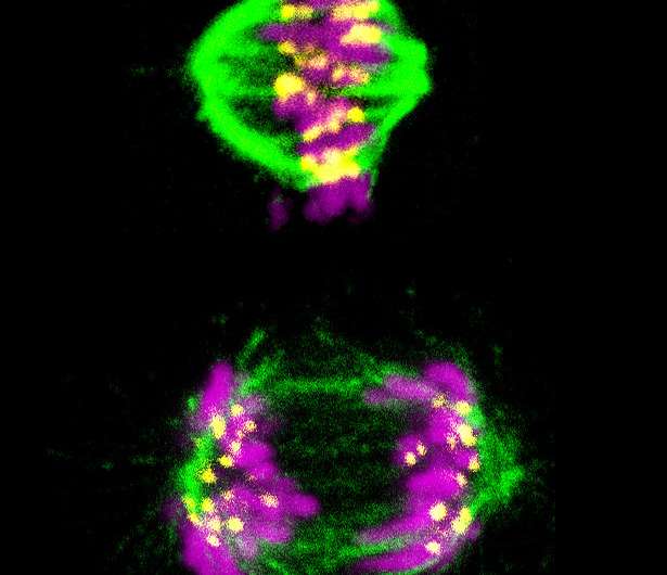 Scientists figure out how cell division timer works
