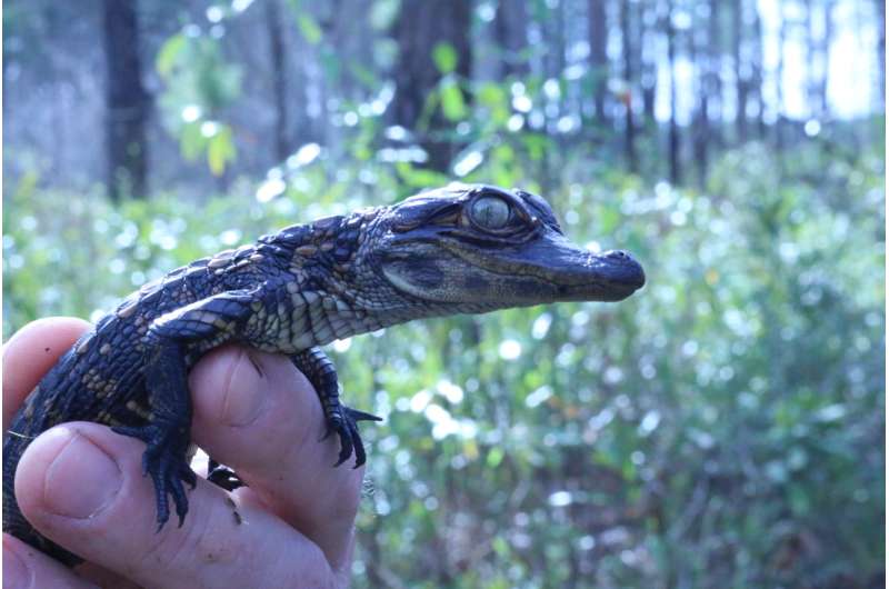 35-year South Carolina alligator study uncovers mysteries about growth and reproduction