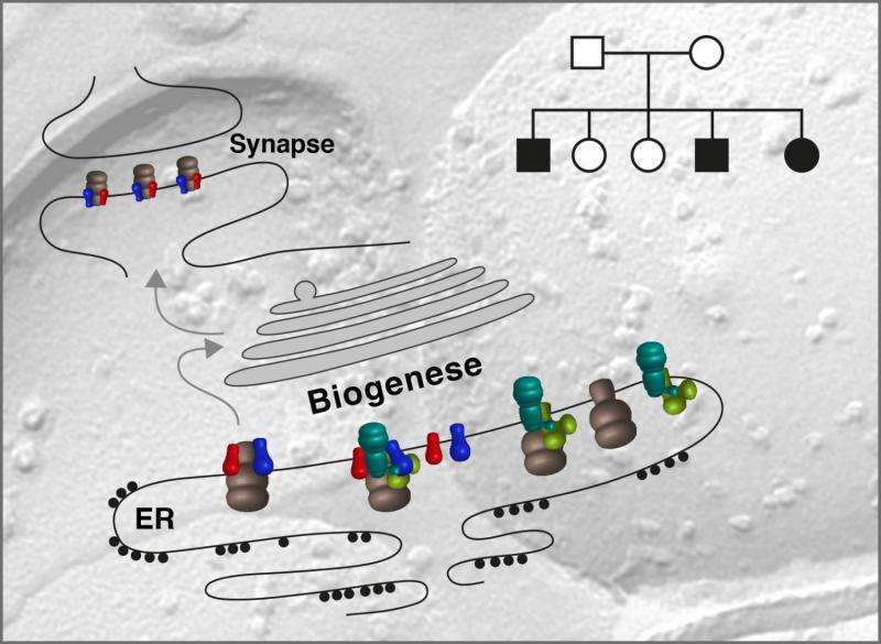 Researchers uncover the fundamental importance of AMPA receptor biogenesis for brain function