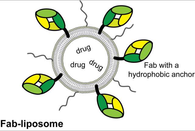 Researchers explore a new way of specific drug delivery using liposomes