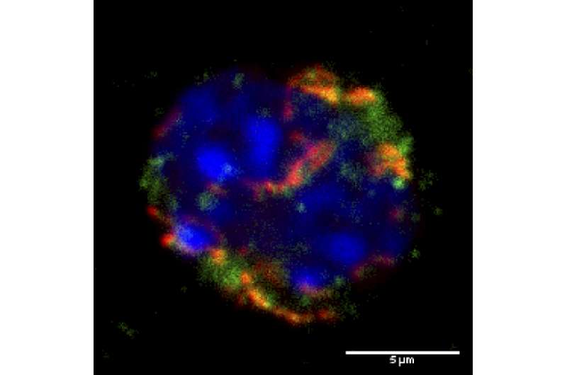 Researchers point way to improved stem cell transplantation therapies