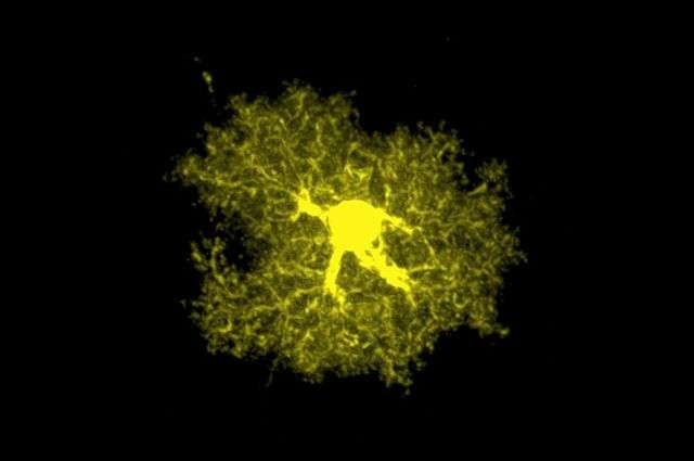Researchers upend longstanding idea that astrocytes can’t be differentiated from each other