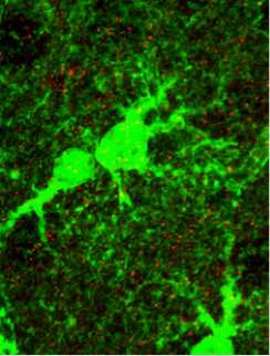 Scientists reveal how astrocytes help neurons form successful connections
