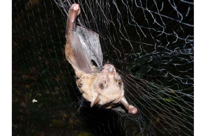 Study reveals interplay of an African bat, a parasite and a virus