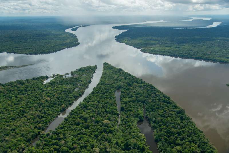 381 new species discovered in the Amazon