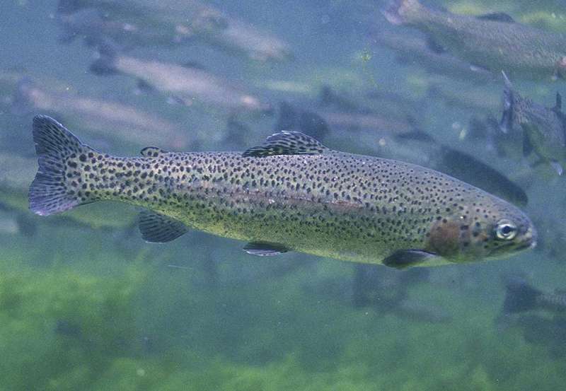 Researchers identify genes that help trout find their way home