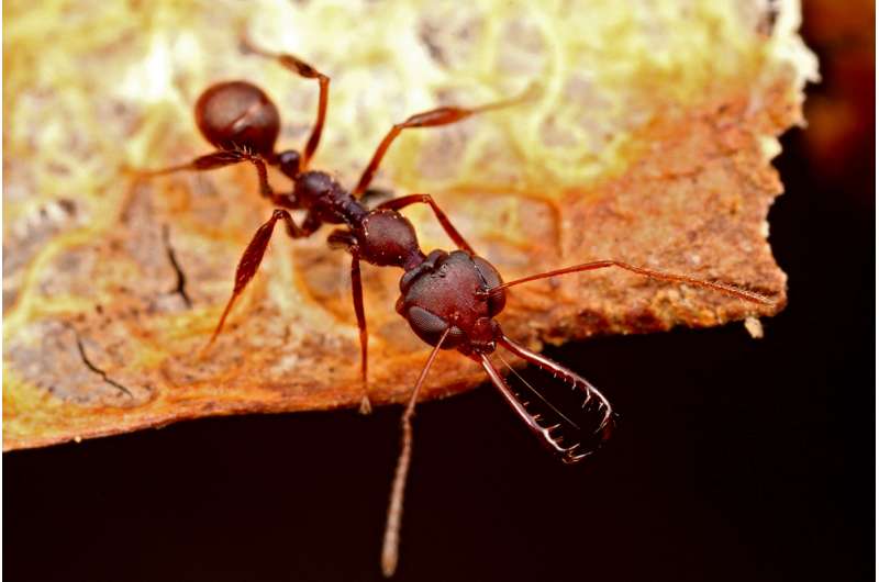 Scientists discover spring-loaded mechanism in unusual species of trap-jaw ant