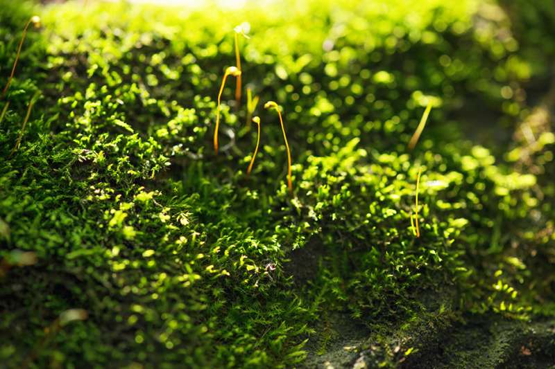 Study reveals the mechanisms of a protein that helps moss and green algae defend against too much light