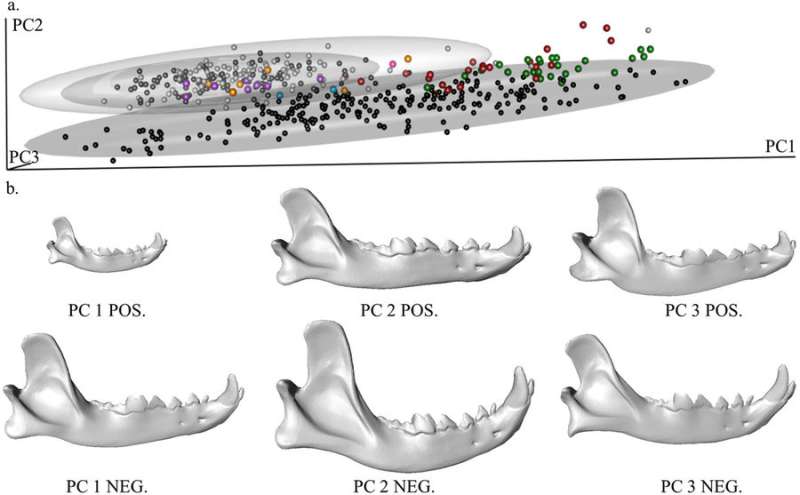 3-D analysis of dog fossils sheds light on domestication debate